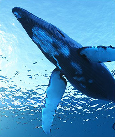 Cousteau Society: Website Design – bz