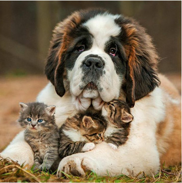 Valley Animal Center – Integrated Matching Gift Campaign – bz
